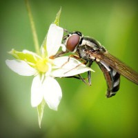 /album/elmileviri/photolia-a02-jpg/