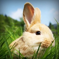 /album/elmileviri/photolia-a03-jpg/